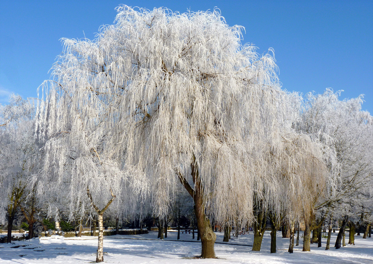 First - Harvey Ketley